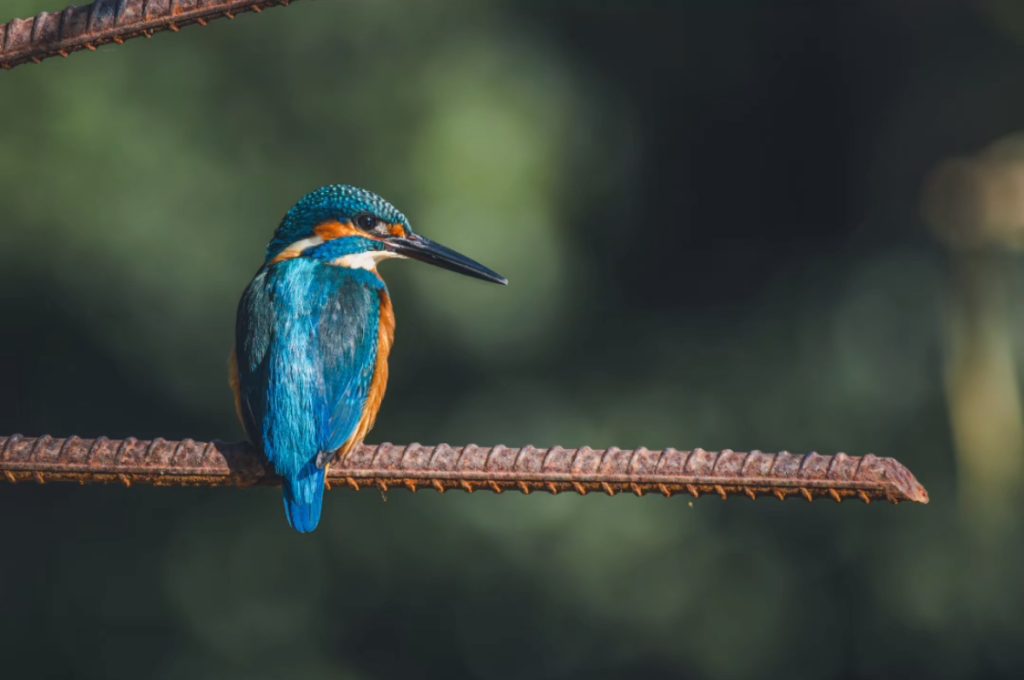 A kingfisher