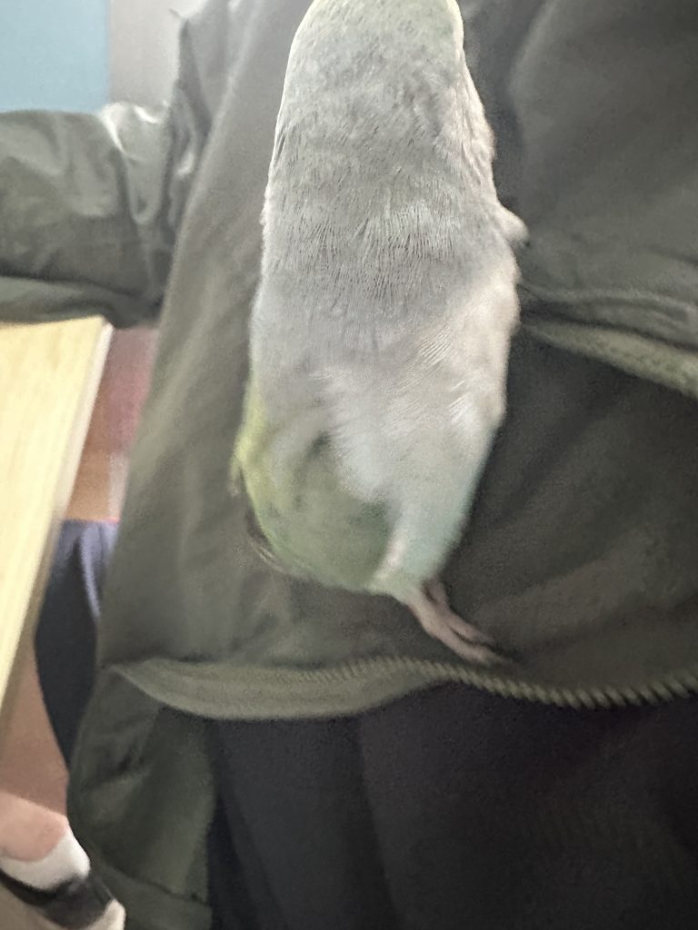 bird